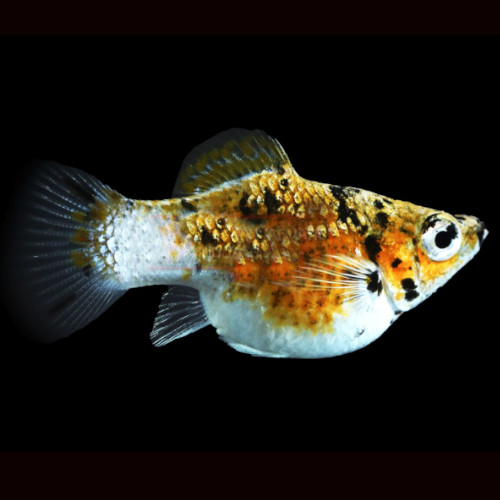 Poec.sphenops   Ballonmolly tijger M